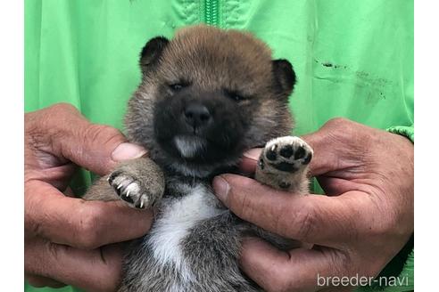 成約済の愛知県の柴犬-174137の7枚目