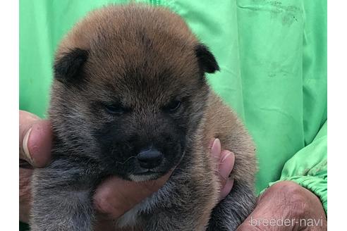 成約済の愛知県の柴犬-174137の8枚目