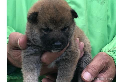 成約済の愛知県の柴犬-174137の2枚目
