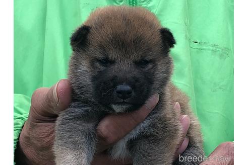 成約済の愛知県の柴犬-174137の1枚目