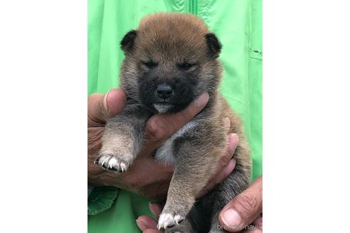 成約済の愛知県の柴犬-174137の3枚目