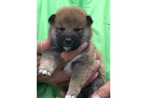 成約済の愛知県の柴犬-174137の4枚目