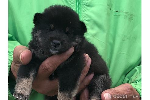 成約済の愛知県の柴犬-174141の9枚目