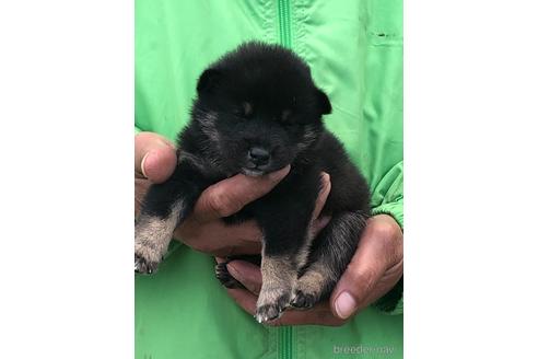 成約済の愛知県の柴犬-174141の7枚目