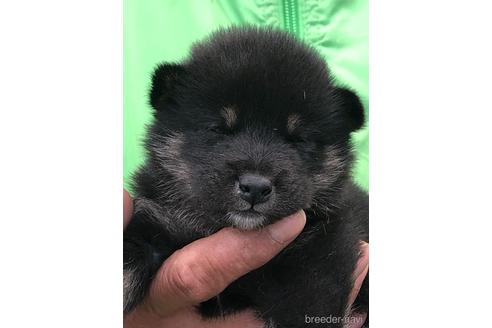 子犬