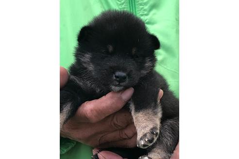 成約済の愛知県の柴犬-174141の2枚目