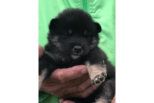 成約済の愛知県の柴犬-174141の3枚目
