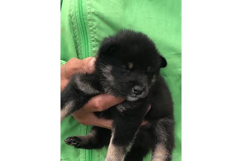 成約済の愛知県の柴犬-174141の6枚目
