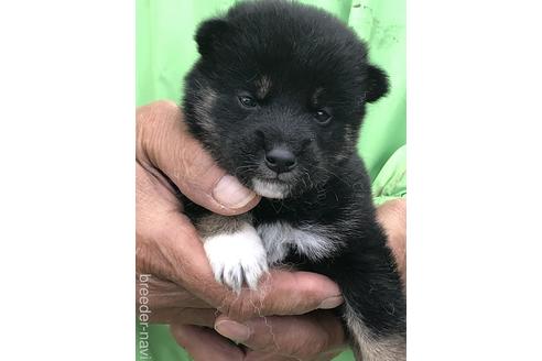 成約済の愛知県の柴犬-174142の1枚目