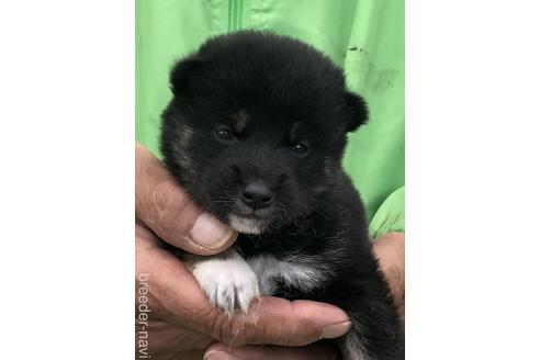 成約済の愛知県の柴犬-174142の8枚目