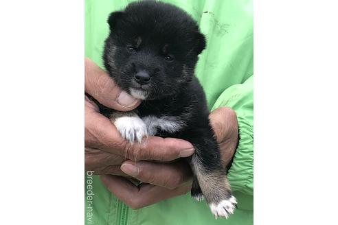 成約済の愛知県の柴犬-174142の7枚目