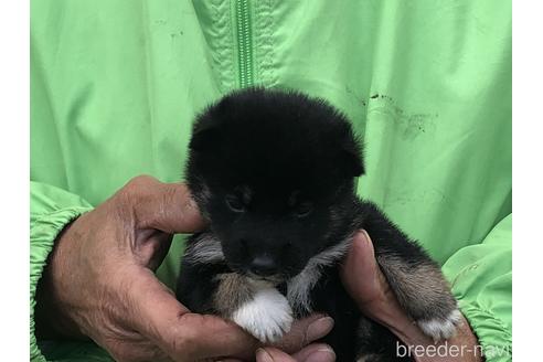 成約済の愛知県の柴犬-174142の6枚目
