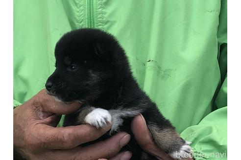 成約済の愛知県の柴犬-174142の5枚目