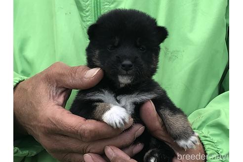 成約済の愛知県の柴犬-174142の4枚目