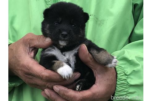 成約済の愛知県の柴犬-174142の3枚目