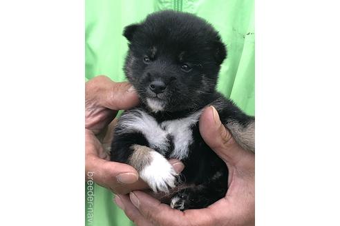 成約済の愛知県の柴犬-174142の2枚目