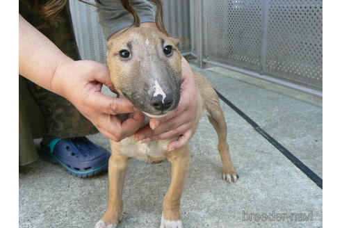 成約済の愛知県のミニチュアブルテリア-160612の1枚目