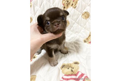 成約済の埼玉県のチワワ(ロングコート)-174155の25枚目