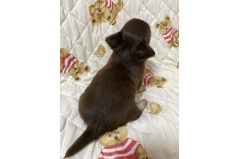 成約済の埼玉県のチワワ(ロングコート)-174155の22枚目