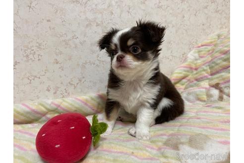 成約済の新潟県のチワワ(ロングコート)-172161の11枚目