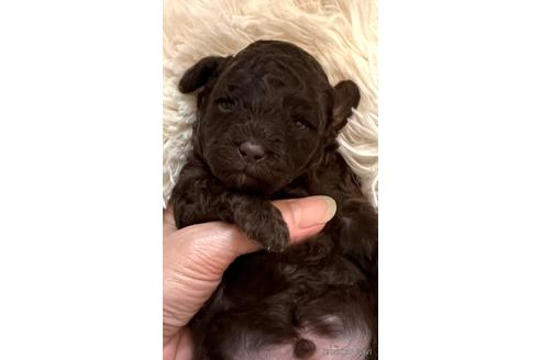 成約済の埼玉県のトイプードル-174170の16枚目