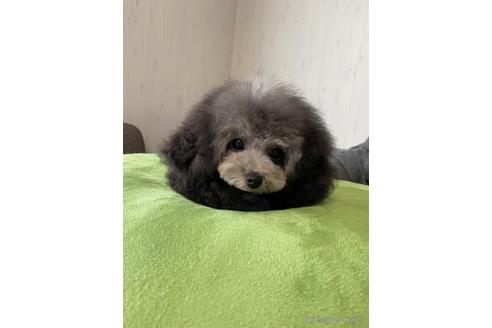 成約済の愛知県のティーカッププードル-168140の13枚目