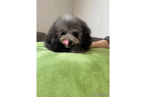 成約済の愛知県のティーカッププードル-168140の12枚目