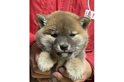 成約済の千葉県の柴犬-174228の1枚目