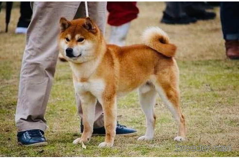 成約済の千葉県の柴犬-174232の2枚目