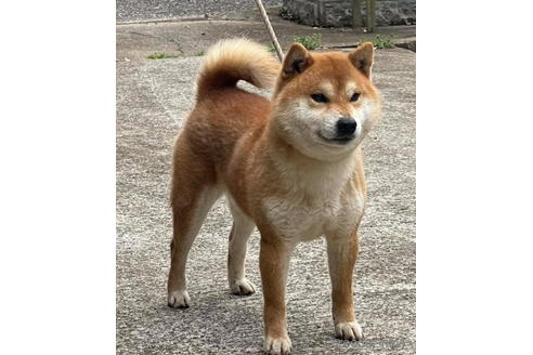 成約済の千葉県の柴犬-174232の4枚目