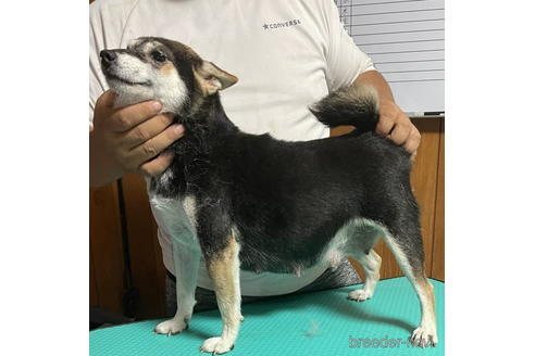 成約済の千葉県の柴犬-174233の3枚目