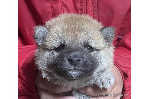 成約済の千葉県の豆柴-174239の1枚目