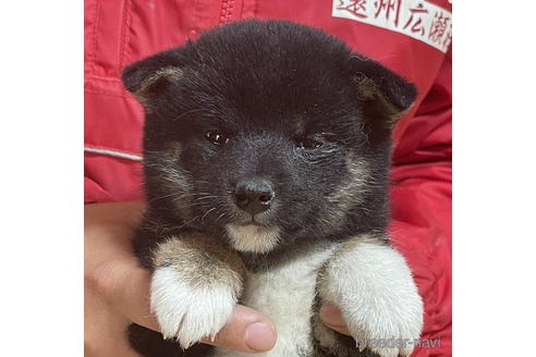 成約済の千葉県の豆柴-174243の1枚目