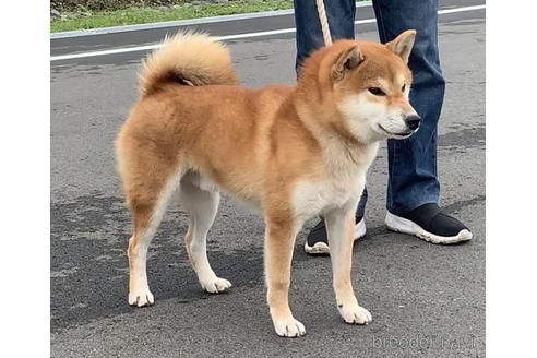 成約済の千葉県の柴犬-174254の4枚目