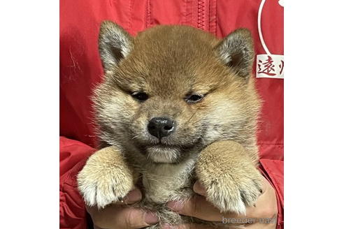 成約済の千葉県の柴犬-174257の1枚目