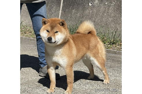 成約済の千葉県の柴犬-174257の2枚目