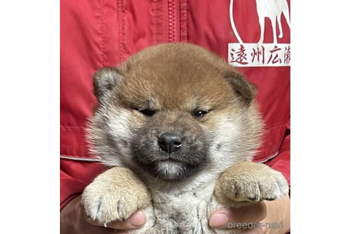 成約済の千葉県の柴犬-174258の1枚目