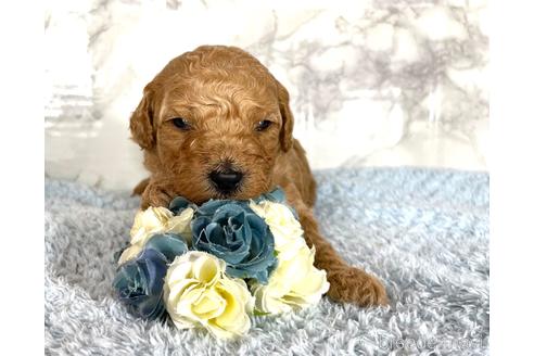 成約済の福岡県のミニチュアプードル-173033の7枚目