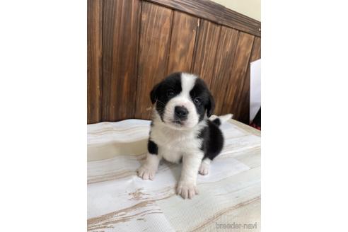成約済の愛知県のミックス犬-174295の1枚目