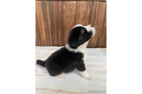 成約済の愛知県のミックス犬-174295の4枚目