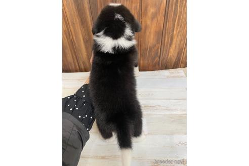 成約済の愛知県のミックス犬-174295の3枚目