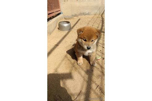 成約済の広島県の柴犬-174297