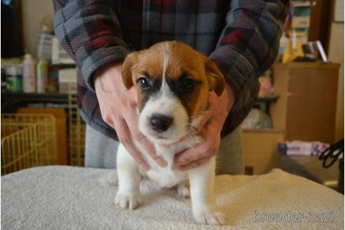 成約済の栃木県のジャックラッセルテリア-174296の2枚目