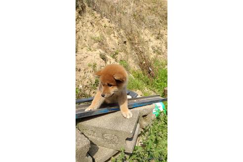 成約済の広島県の柴犬-174298の4枚目