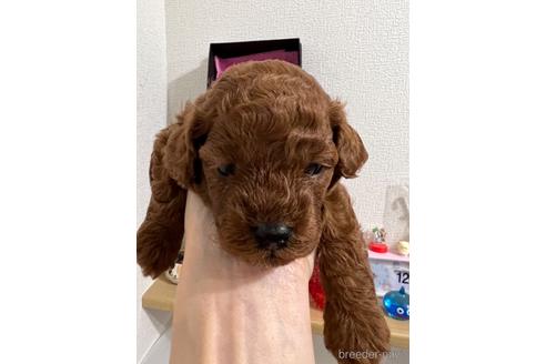 成約済の埼玉県のトイプードル-172597の41枚目