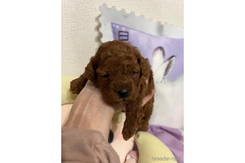 成約済の埼玉県のトイプードル-172597の40枚目