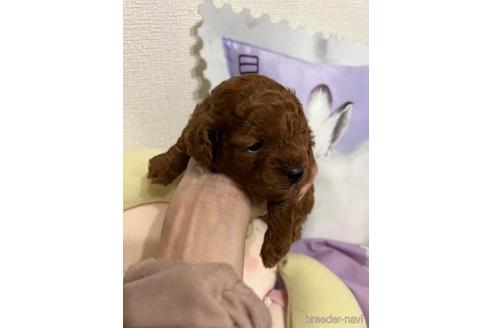 成約済の埼玉県のトイプードル-172597の39枚目