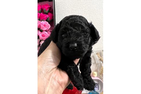 成約済の埼玉県のトイプードル-172598の17枚目