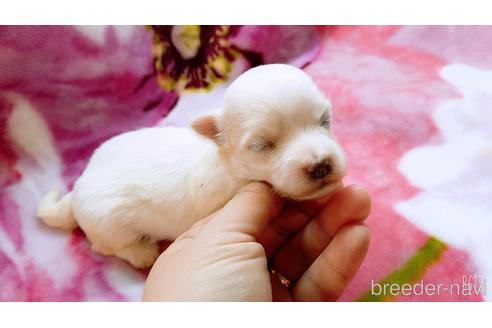 成約済の茨城県のマルチーズ-173150の1枚目