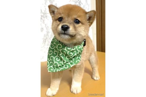 成約済の茨城県の豆柴-174202の4枚目